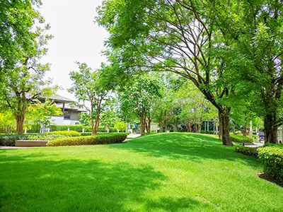 Trees & Shrubs, San Antonio, TX